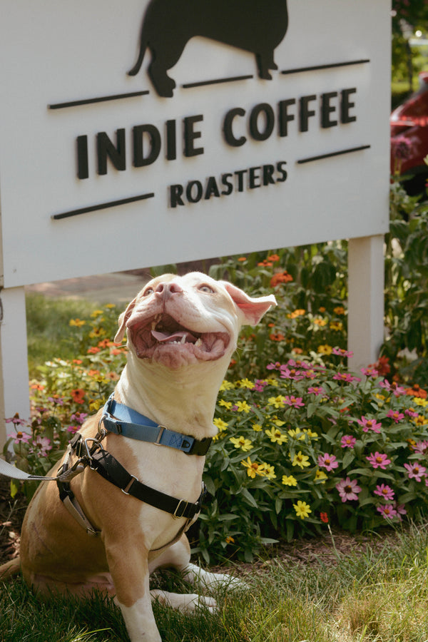 Indy Humane @ Indie Coffee Roasters