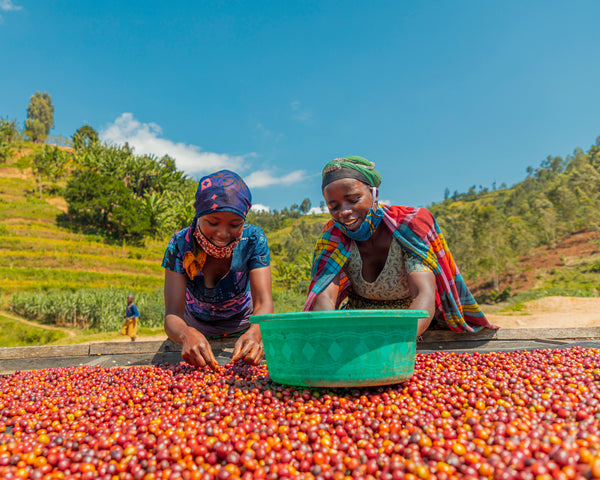A New Coffee Drops! Introducing Gasharu | Rwanda